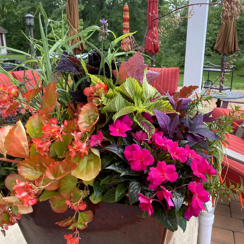 Layered container planting in full color