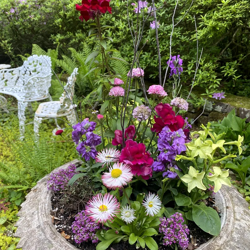 Planted urn of snapdragons and daisies
