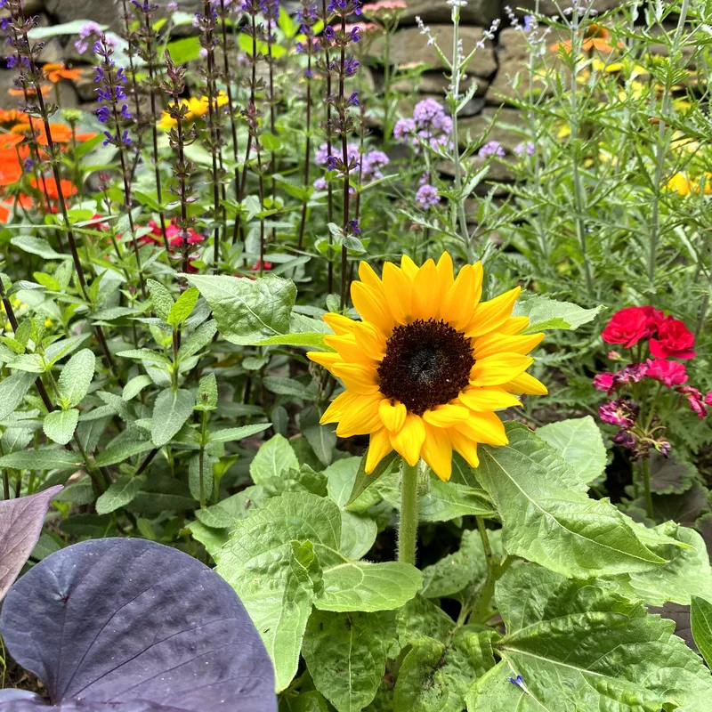 Flowers massed against a stone wall