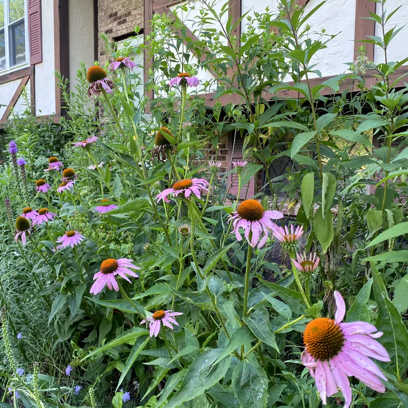Pink coneflowers against brick