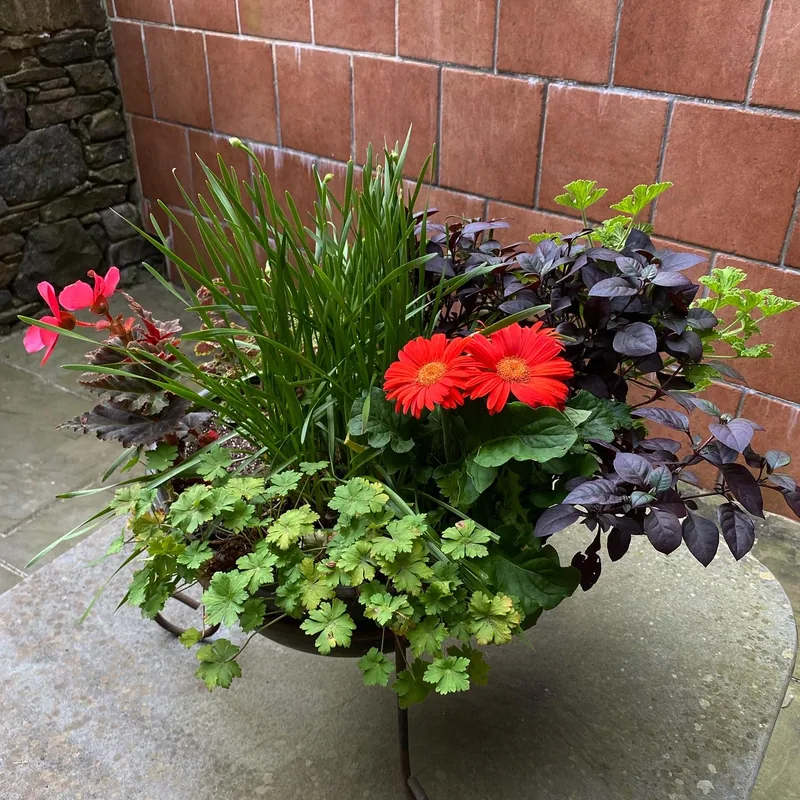 Two orange-red gerbera daisies in a shallow bowl planter against a terracotta tiled wall