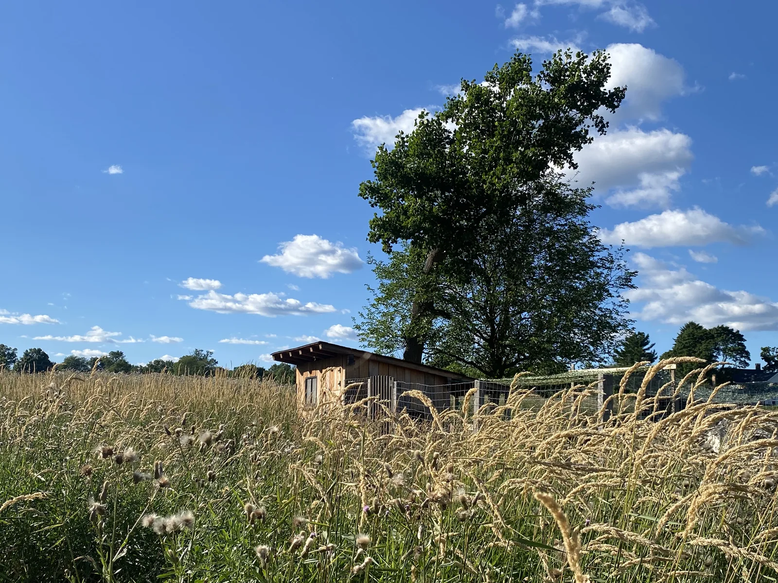 A timber shed and wire run seen across a meadow of seeding grasses and thistle heads, under a broad leafy tree and a blue sky